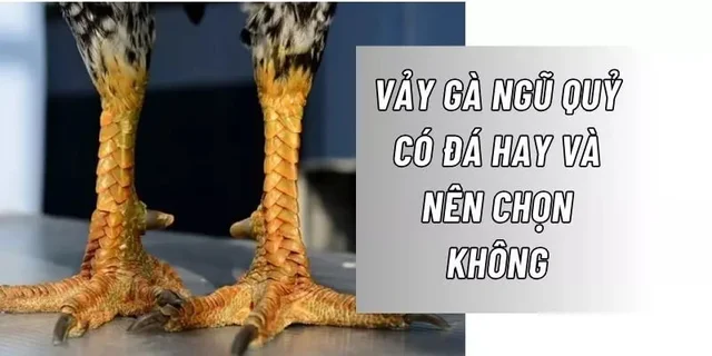 https://athertontownfc.co.uk/im/storage/bai-viet-lien-quan/vay-ga-ngu-quy-2.webp