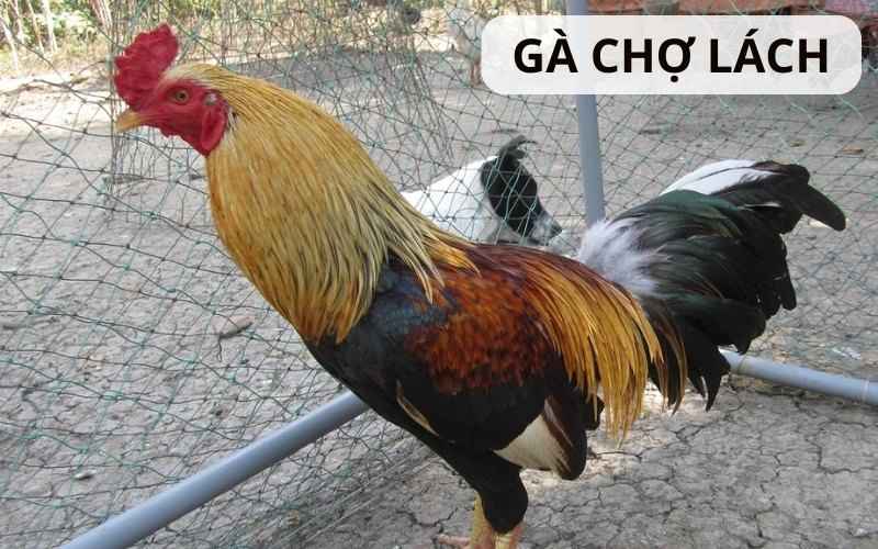 https://athertontownfc.co.uk/im/storage/cac-giong-ga/ga-cho-lach-1.jpg