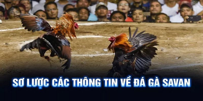 https://athertontownfc.co.uk/im/storage/luat-da-ga/luat-da-ga-savan-1.jpg