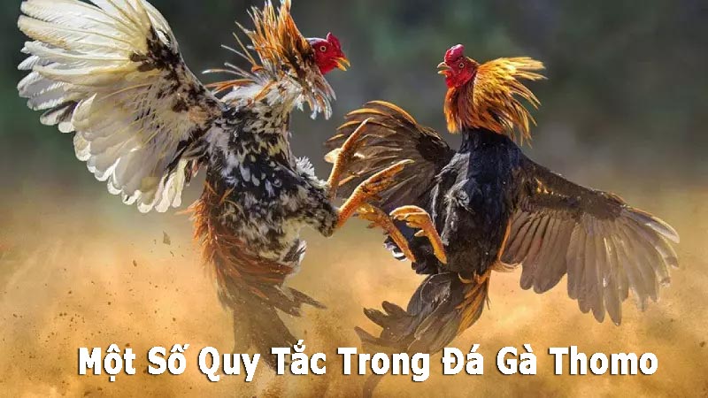 https://athertontownfc.co.uk/im/storage/luat-da-ga/luat-da-ga-thomo-1.jpg